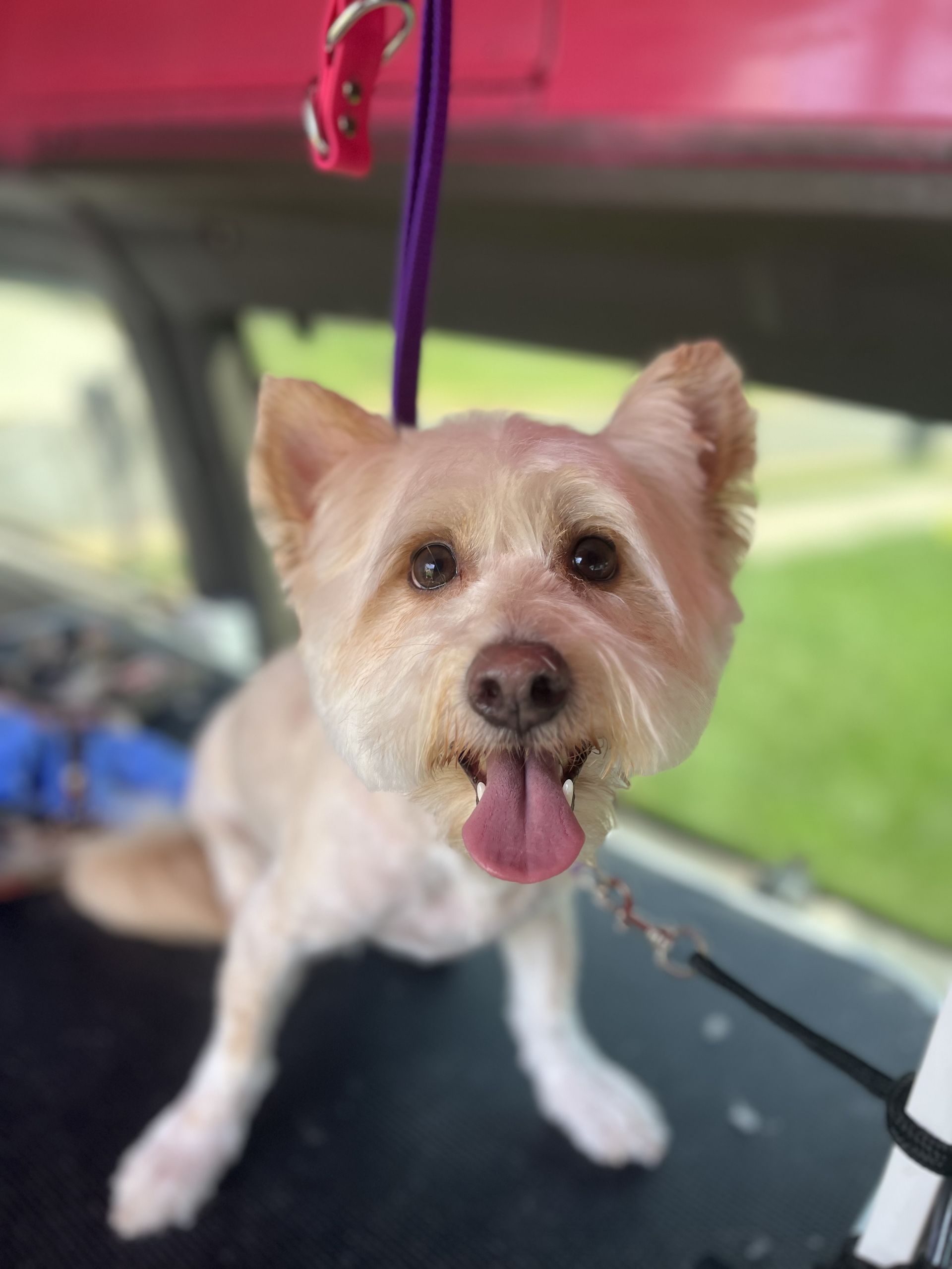Soapy Paws Mobile Grooming local service